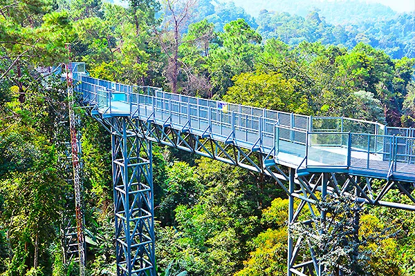 Canopy Walkway