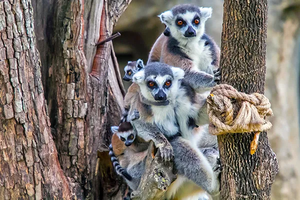 Chiang Mai Night Safari