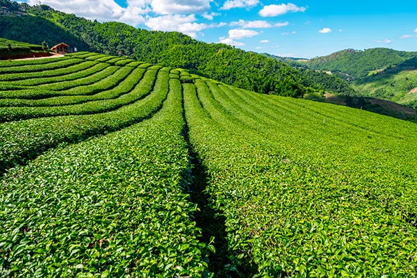 Tea Plantation Chiang Rai
