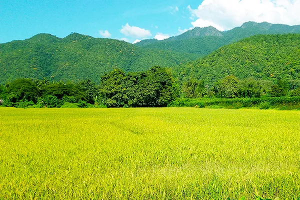 Golden Rice Field