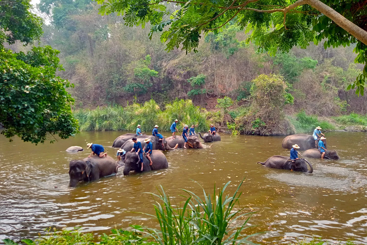 Thai Elephant Conservation Center