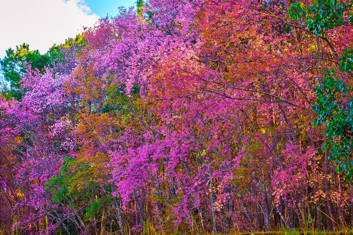 Wild Himalayan Cherry Khun Mae Ya