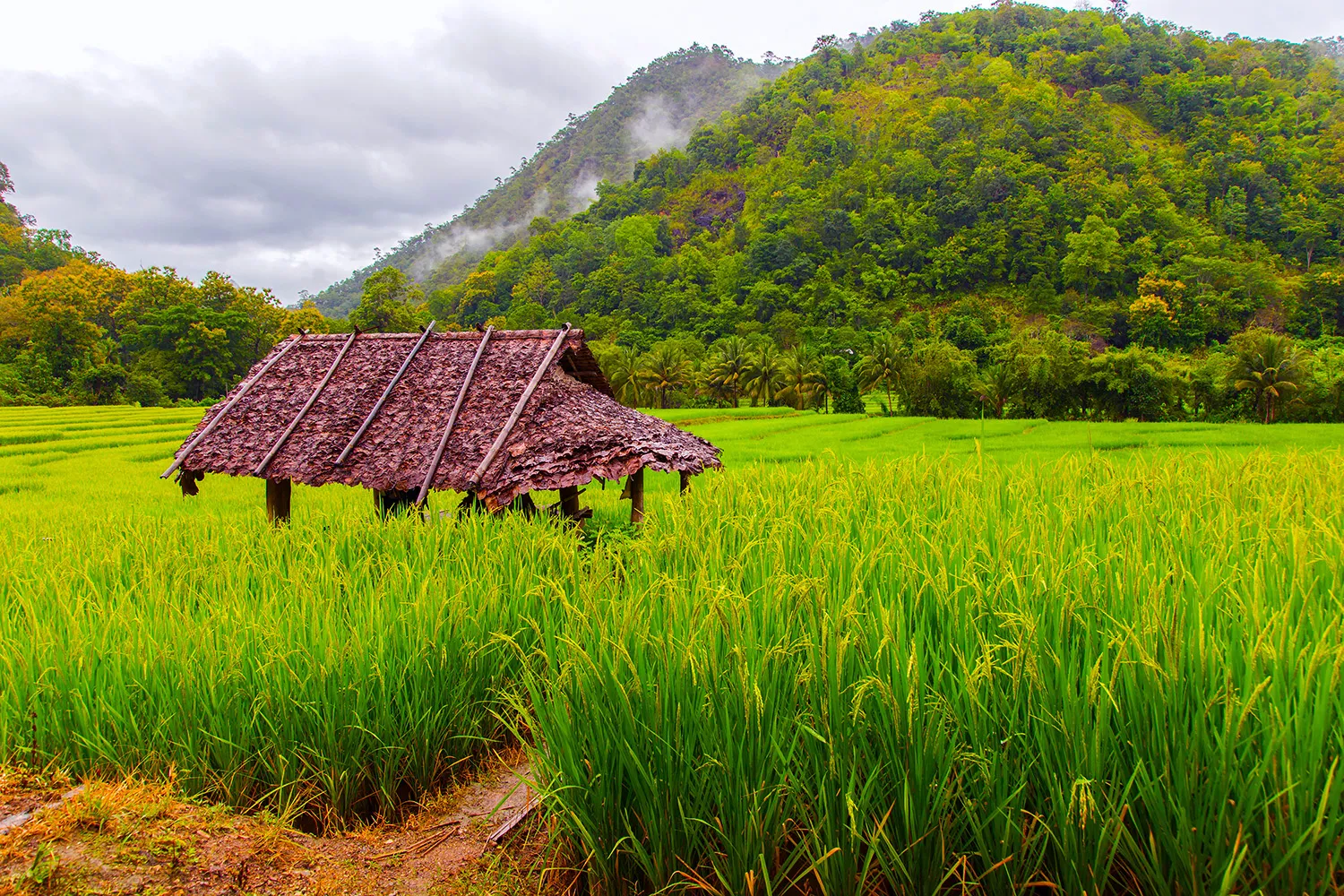 Rice Field Mae La Noi