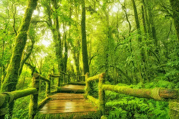Ang Ka Nature Trail