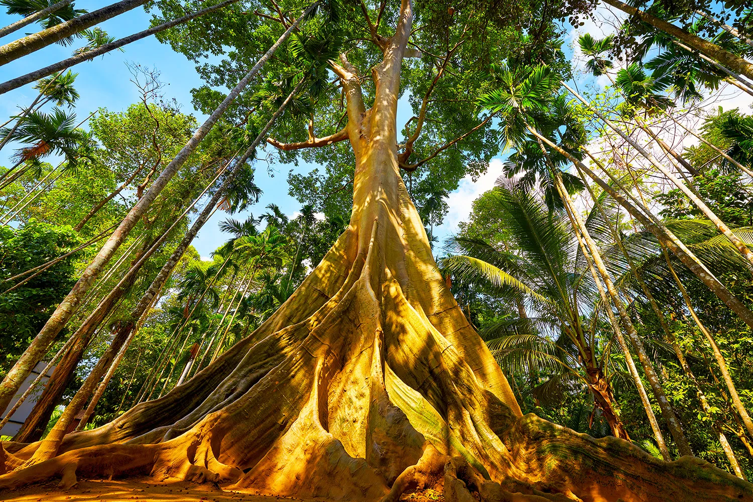 Giant Tree Uthai Thani