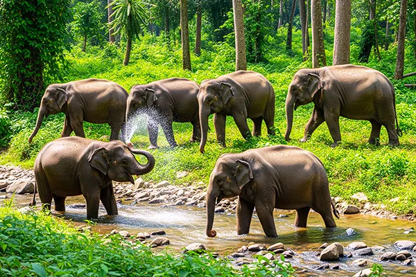 Elephant Care