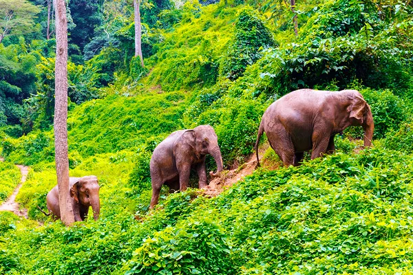 Elelphant